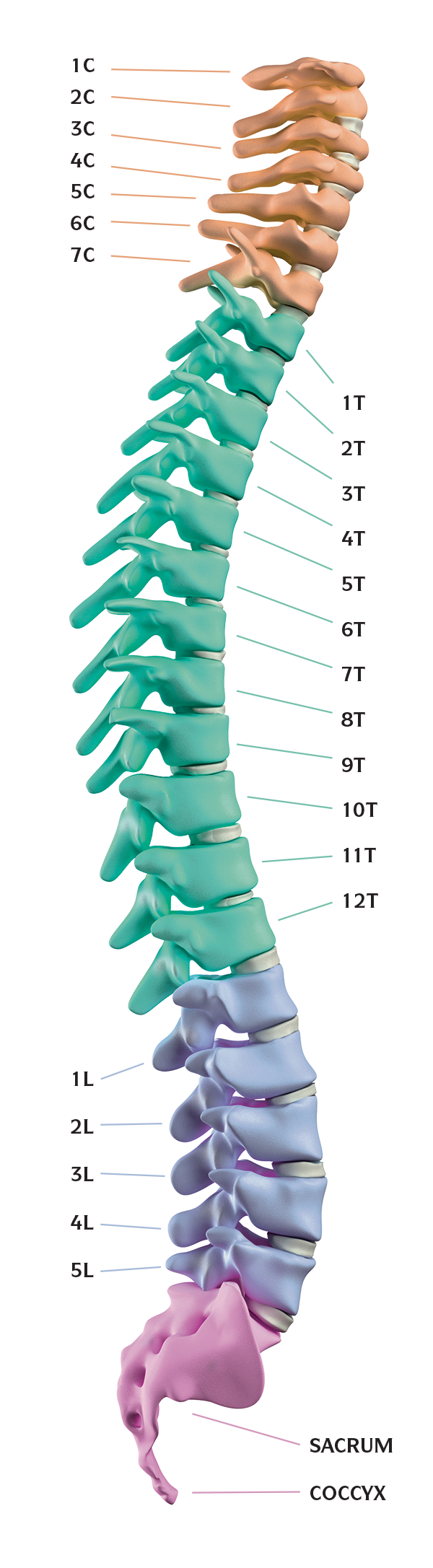 reno chiropractic - back doctors